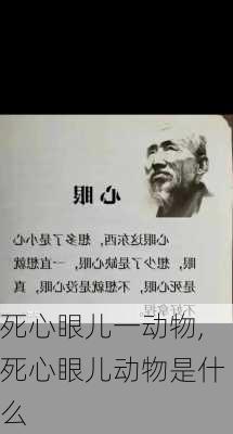 死心眼儿一动物,死心眼儿动物是什么