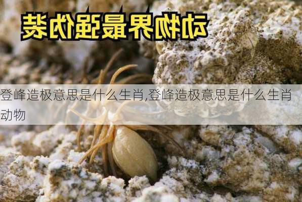 登峰造极意思是什么生肖,登峰造极意思是什么生肖动物